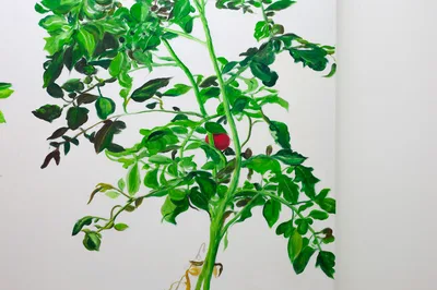 VII 冯声贵 Feng Shui Gui